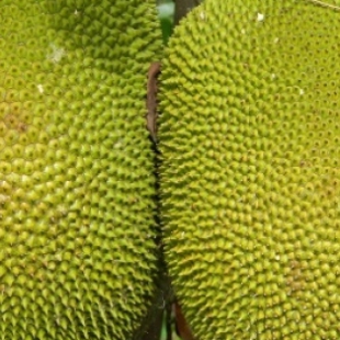 Mít Thái siêu thơm