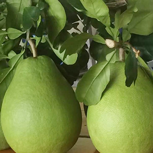 BƯỞI NĂM ROI CÀNH I