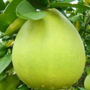 BƯỞI NĂM ROI NGON