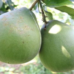 BƯỞI LÔNG CỔ CÒ