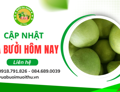 Giá bưởi hôm nay bao nhiêu? Cập nhật mới nhất theo thị trường