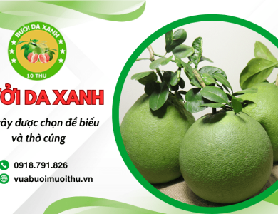 Tìm hiểu vì sao bưởi da xanh luôn được chọn để biếu và thờ cúng