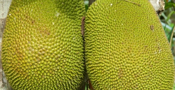 Mít Thái siêu thơm