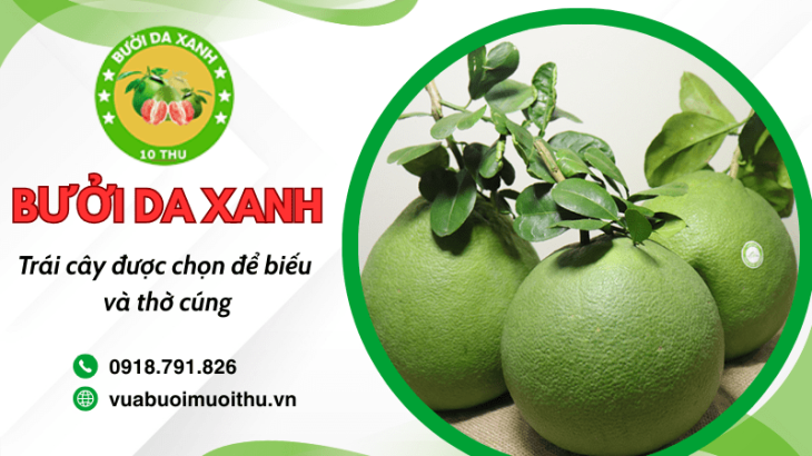Tìm hiểu vì sao bưởi da xanh luôn được chọn để biếu và thờ cúng
