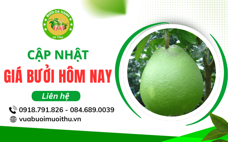 Giá bưởi hôm nay